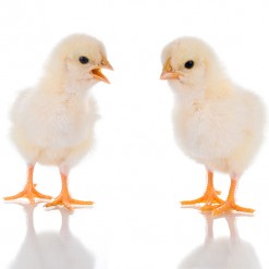 baby chicks